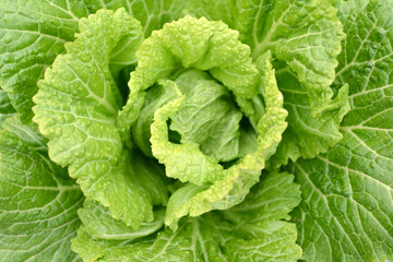Cabbage Closeup