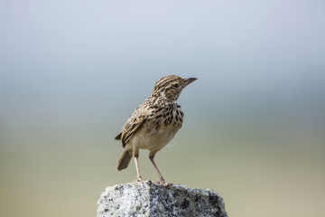 lark sparrow