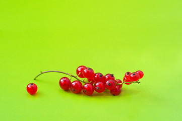 Red currant
