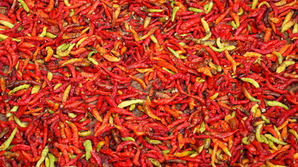 Chilli pepper