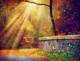 Fall. Autumnal Park. Autumn Trees in Sunlight Rays