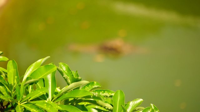 Head crocodil