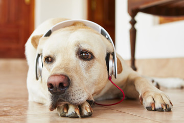Dog is listening music