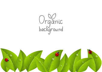 Organic background with place for text © evgeniya_m