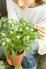 Woman holding potted globe amaranth in her hand