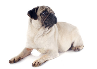 Obraz premium young pug