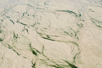 textura arena y algas