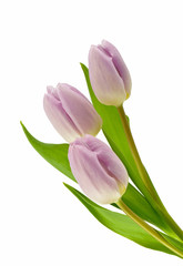 Naklejka premium Fioletowe tulipany na białym tle