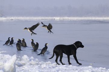 Labrador wśród kormoranów