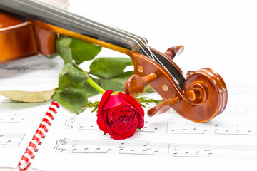 Violin