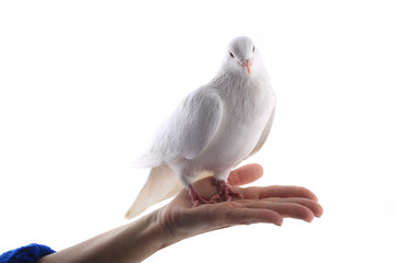 white  dove