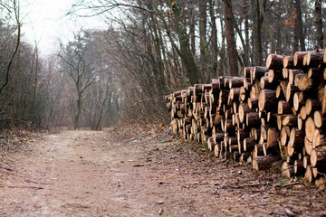 Obraz premium Pile of wood