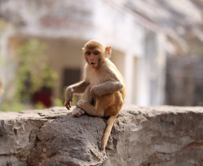 monkey sitting on a fence
