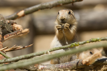 Little prairie dog