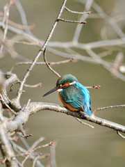 止まり木のカワセミ