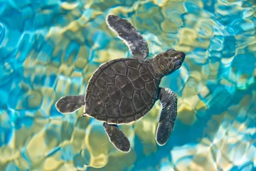 Keuken foto achterwand Schildpad Bovenaanzicht van babyschildpad