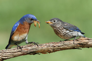 Male Eastern Bluebird With Baby