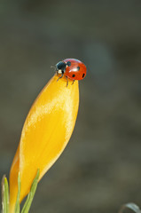 crocus with Ladybug