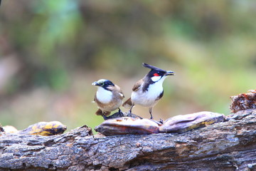Obraz premium Red-whiskered Bulbul (Pycnonotus jocosus) in North Thailand 
