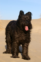 Briard