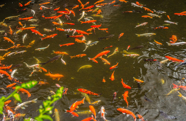 Koi fishes swimming in a green water pond