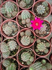 cactus variety