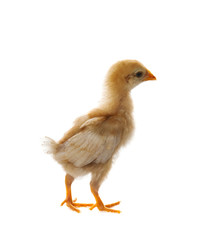 portrait of young baby chick standing and looking to camera isol
