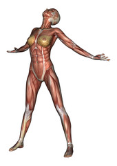 Female Anatomy Figure