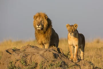 Poster de jardin Lion Lowen Couple en Afrique