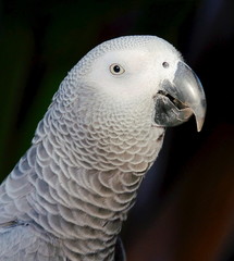 Grey Parrot