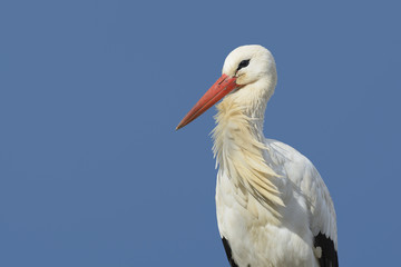 White stork