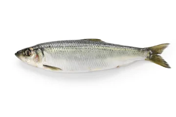  herring isolated on white background © uckyo