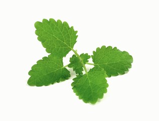 melissa © robert6666