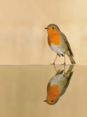 Robin.