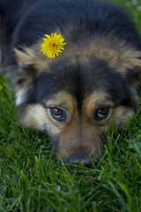 Pies © marcinbawiec