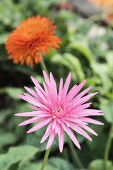 Obraz premium Beautiful gerbera flower in garden