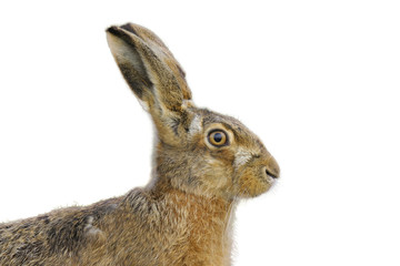 Brown hare portrait