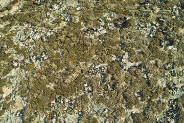 textura vegetal