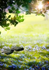 Foto op Plexiglas Kunstzonlicht in het groene paasbos, lentetijd © Konstiantyn