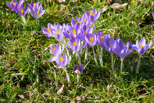 Krokusse als Fr&uuml;hlingsboten