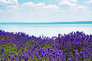 Lavender at Lake Balaton,Hungary