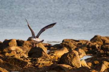 Fototapeta na wymiar Seagull in the beach rocks in a sunny day