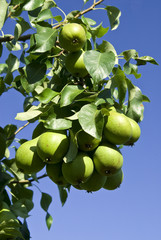 Pears on a tree branch closeup .