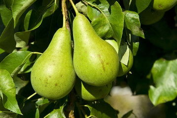 Pears on a tree branch closeup .