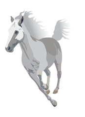 Fototapeta na wymiar vector white horse