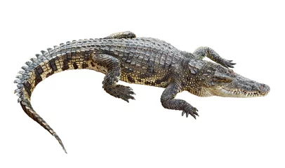 Foto op Plexiglas Krokodil Wildlife krokodil geïsoleerd op wit met uitknippad