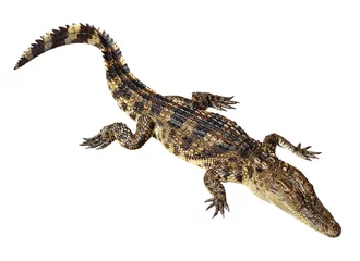 Fototapete Krokodil Wildlife crocodile isolated on white with clipping path