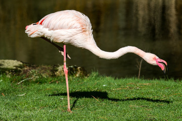 flamand rose