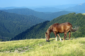 Fototapeta na wymiar Horse on a background of mountain