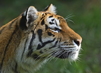 Amur Tiger